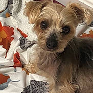 Baby is registered to the contest to win money with this photo: animal_pattern, autumn_leaves, blanket, closeup, cozy, curious, cute, dog, ears, eyes, face, fur, home, indoor, looking, nose, pet, resting, small_dog, soft_texture