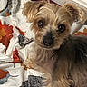 animal_pattern, autumn_leaves, blanket, closeup, cozy, curious, cute, dog, ears, eyes, face, fur, home, indoor, looking, nose, pet, resting, small_dog, soft_texture