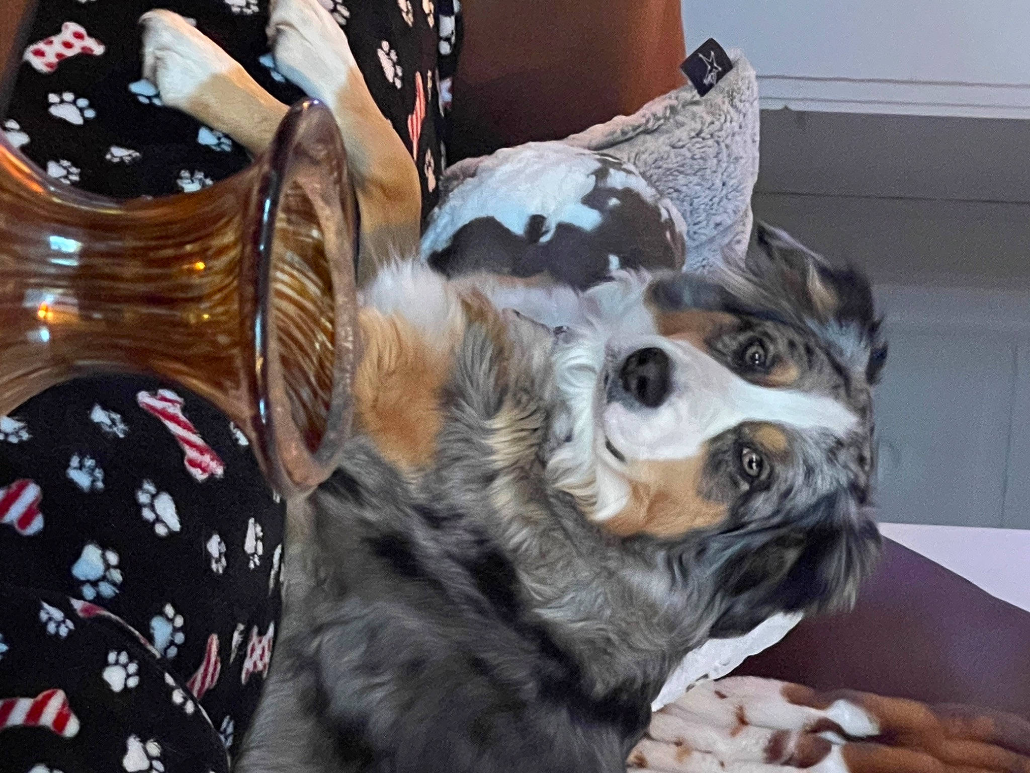 Charlie joined the competition — help win amazing prizes! carnivore, companion_dog, dog, dog_breed, dog_clothes, dog_supply, eyewear, fashion_accessory, feather, felidae, fur, party_hat, pattern, paw, pomeranian, spaniel, sporting_group, tail, toy_dog, whiskers