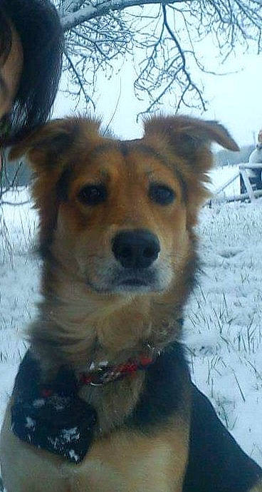 Twist participe au concours pour gagner de l'argent avec cette photo : basque_shepherd_dog, canidae, carnivore, companion_dog, dog, dog_breed, english_shepherd, golden_retriever, mammal, nose, rare_breed_dog, small_greek_domestic_dog, snout, sporting_group, winter, working_dog