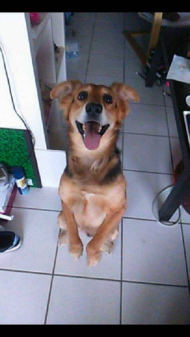 Twist a rejoint le concours — aidez-le/la à gagner de superbes lots ! canidae, carnivore, companion_dog, dog, dog_breed, fawn, golden_retriever, labrador_retriever, mammal, rare_breed_dog, retriever, small_greek_domestic_dog, snout, sporting_group, working_dog