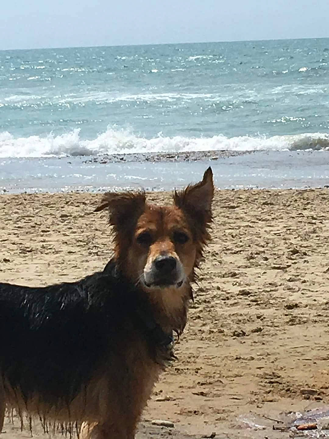 Twist participe au concours pour gagner de l'argent avec cette photo : australian_terrier, beach, canidae, carnivore, coast, dog, dog_breed, dog_walking, ocean, sand, sea, shore, sky, sporting_group, summer, terrier, vacation, wave, wind_wave
