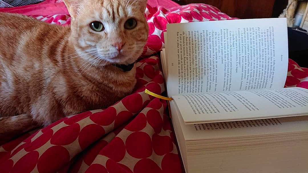 Hermann participe au concours pour gagner de l'argent avec cette photo : american_shorthair, asian, carnivore, cat, domestic_short_haired_cat, ear, european_shorthair, fawn, felidae, fur, kitten, ocicat, pink, small_to_medium_sized_cats, tabby_cat, whiskers