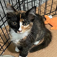 Maci joined the competition — help win amazing prizes! animal, black_and_white, cage, calico_cat, cat, cute, fur, green_eyes, indoor, kitten, long_hair, looking_at_camera, orange_bedding, pet, playpen, portrait, sitting, whiskers, white_paws, wooden_floor