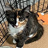 animal, black_and_white, cage, calico_cat, cat, cute, fur, green_eyes, indoor, kitten, long_hair, looking_at_camera, orange_bedding, pet, playpen, portrait, sitting, whiskers, white_paws, wooden_floor