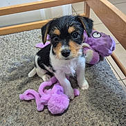 Ava participe au concours pour gagner de l'argent avec cette photo : puppy, dog, toy, purple_toy, blanket, bed_frame, floor, indoor, cute, pet, animal, small_dog, tricolor, fur, sitting, looking_at_camera, playful, soft_toy, wooden, tile_floor