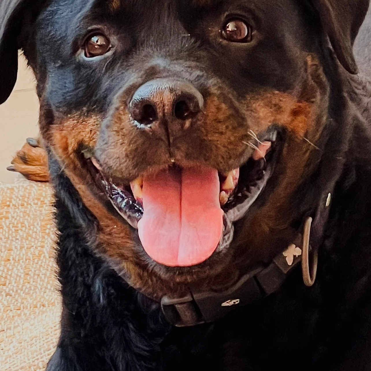 Booby participe au concours pour gagner de l'argent avec cette photo : accessories, animal, appenzeller, bodypart, boxer, bulldog, canine, cockerspaniel, collar, dog, hound, labradorretriever, mouth, person, pet, pitbull, policedog, puppy, snout, tongue