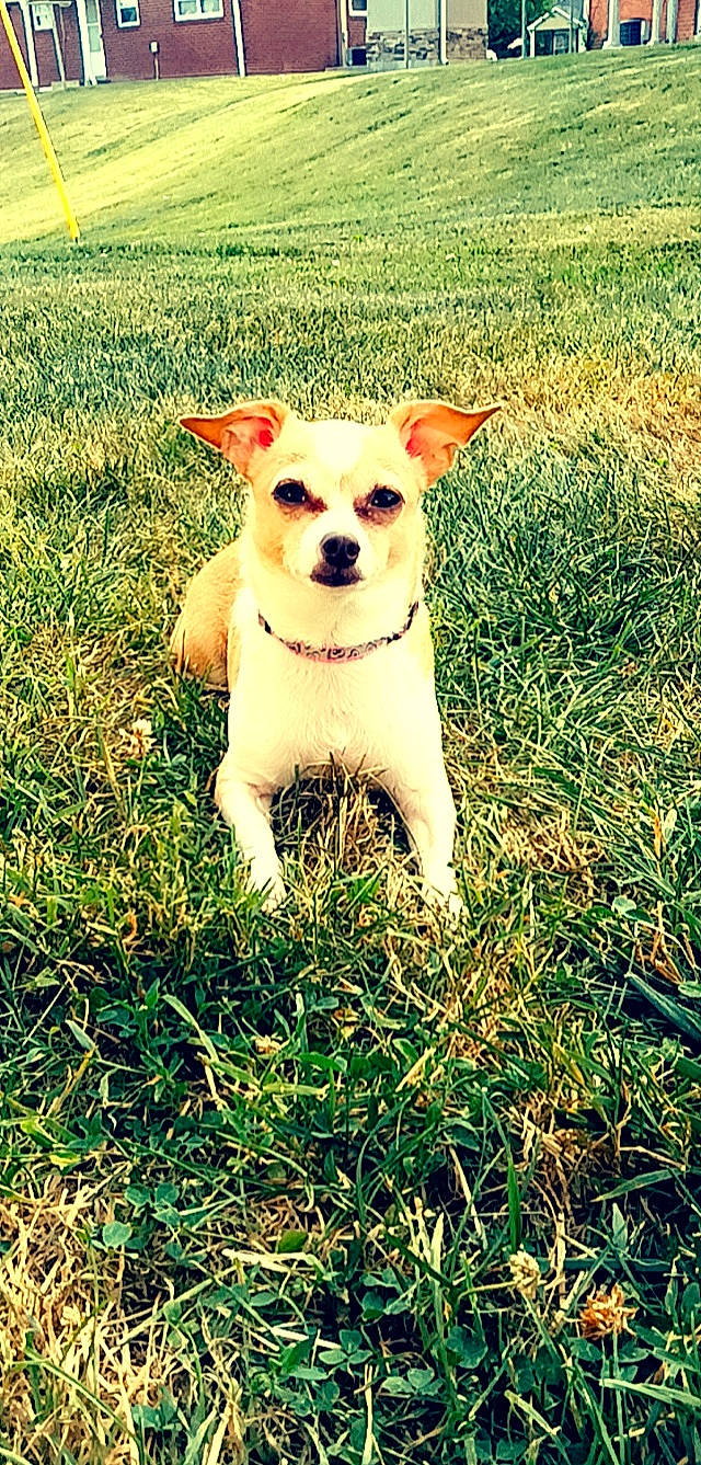 Champagne is registered to the contest to win money with this photo: canidae, carnivore, companion_dog, dog, dog_breed, fawn, fur, grass, grassland, plant, shadow, snout, sporting_group, sunglasses, tail, terrestrial_animal, terrier, toy_dog, whiskers, working_animal