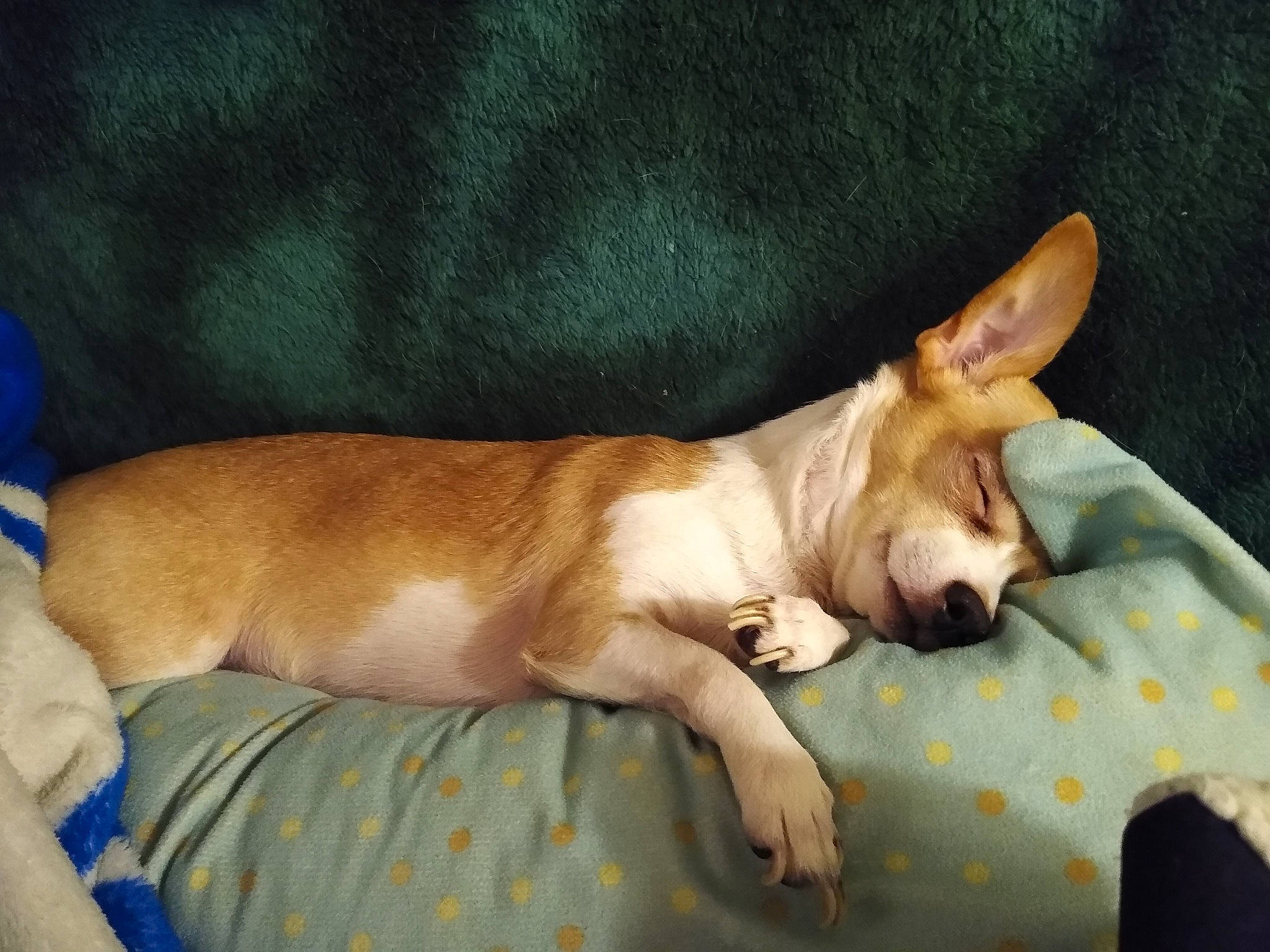 Champagne is registered to the contest to win money with this photo: ancient_dog_breeds, art, carnivore, chihuahua, comfort, companion_dog, dog, dog_breed, dog_supply, fawn, felidae, linens, nap, paw, puppy, tail, terrestrial_animal, toy_dog, whiskers, working_animal