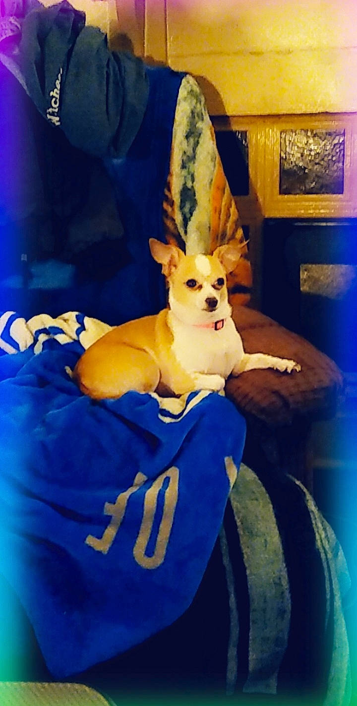 Champagne joined the competition — help win amazing prizes! blue, carnivore, chihuahua, companion_dog, dog, dog_breed, dog_supply, electric_blue, fawn, fur, paw, picture_frame, plant, purple, snout, sporting_group, tail, toy, toy_dog, whiskers