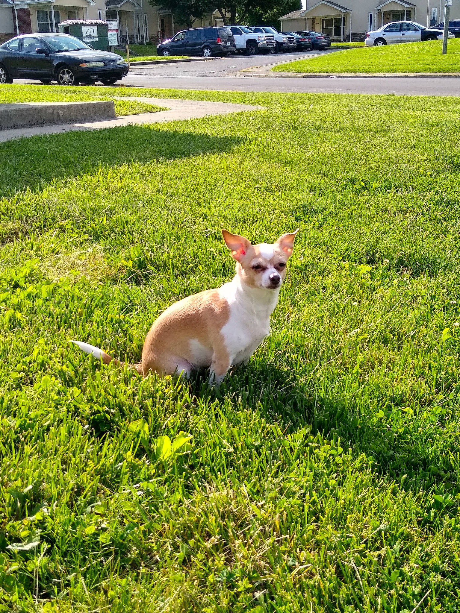 Champagne is registered to the contest to win money with this photo: car, carnivore, cat, companion_dog, dog_breed, fawn, felidae, grass, grass_family, grassland, green, groundcover, lawn, plant, small_to_medium_sized_cats, tail, tire, tree, wheel, whiskers