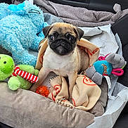 Praline participe au concours pour gagner de l'argent avec cette photo : pug, puppy, dog_bed, stuffed_toy, blanket, car_interior, toy_elephant, toy_frog, toy_monster, orange_ball, seat, door_panel, window_switch, plush_toy, pet, animal, cute, cozy, indoor, pet_accessory