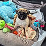 pug, puppy, dog_bed, stuffed_toy, blanket, car_interior, toy_elephant, toy_frog, toy_monster, orange_ball, seat, door_panel, window_switch, plush_toy, pet, animal, cute, cozy, indoor, pet_accessory