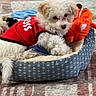 Samson is registered to the contest to win money with this photo: adorable, animal, companion, cozy, curly_fur, cute, dog, floor, home, indoor, pet_bed, plush_toy, puppy, red_vest, relaxed, resting, rug, small_dog, toy, wooden_floor