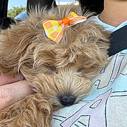 Maisy joined the competition — help win amazing prizes! puppy, dog, bow, sleeping, curly_hair, cute, pet, hand, person, car_interior, seatbelt, clothing, closeup, nap, furry, adorable, relaxing, companion, indoor, rest