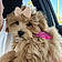 Maisy