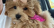 Maisy joined the competition — help win amazing prizes! adorable, animal, bow, car_interior, closeup, companion, cute, dog, fluffy, friendly, furry, indoor, looking_at_camera, person, pet, pink_bandana, portrait, puppy, soft_light, white_shirt