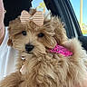 Maisy joined the competition — help win amazing prizes! dog, puppy, fluffy, bow, pink_bandana, car_interior, person, white_shirt, cute, pet, companion, closeup, adorable, furry, animal, indoor, portrait, looking_at_camera, soft_light, friendly