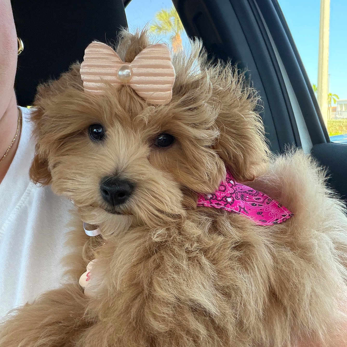 Maisy