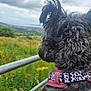 Luna joined the competition — help win amazing prizes! animal, canine, close_up, cloudy_sky, collar, curly_fur, daytime, dog, fur, grass, green_field, landscape, leopard_print, metal_fence, nature, outdoor, pet, pink_collar, side_view, yellow_flowers