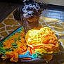 animal, black_dog, blanket, colorful_blanket, cozy, cute, dog, fleece, floor, fur, home, indoor, pet, playful, resting, rug, shadow, small_dog, sunlight, yellow_rug