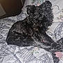 Luna joined the competition — help win amazing prizes! animal, bed, black_dog, blanket, canine, comfort, cozy, curled_up, cute, dog, domestic_animal, fluffy, fur, home, indoor, pet, relaxed, resting, sleeping, soft_lighting