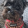 adorable, animal, black_dog, blanket, canine, closeup, companion, curious, cute, dog, fur, furry, harness, indoor, leopard_print, mammal, pet, portrait, resting, texture