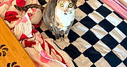 Ashley joined the competition — help win amazing prizes! bed, black, blanket, calico_cat, cat, checkered_pattern, cozy, curious, furniture, heart_pattern, home, indoor, knit_blanket, pet, pink, plush_toy, red, table, white, wood