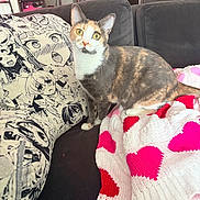 Ashley joined the competition — help win amazing prizes! anime_art, blanket, calico_cat, cat, couch, cozy, curious, cute, domestic_animal, furniture, hearts, indoor, kitten, living_room, pet, pillow, relaxed, soft_lighting, sweater, yellow_eyes