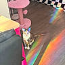 Ashley joined the competition — help win amazing prizes! animal, blanket, cat, cat_tree, checkered_pattern, colorful, cozy, curious, floor, furniture, heart_toy, home, indoor, light, pet, pink, rainbow, reflection, shadow, wood_floor