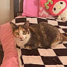 Ashley joined the competition — help win amazing prizes! animal, bed, blanket, calico_cat, cat, checkered_pattern, chevron_pattern, comfort, cozy, cute, furniture, home, indoor, pet, pink_pillow, plush_toy, relaxed, resting, soft_toys, stuffed_animal
