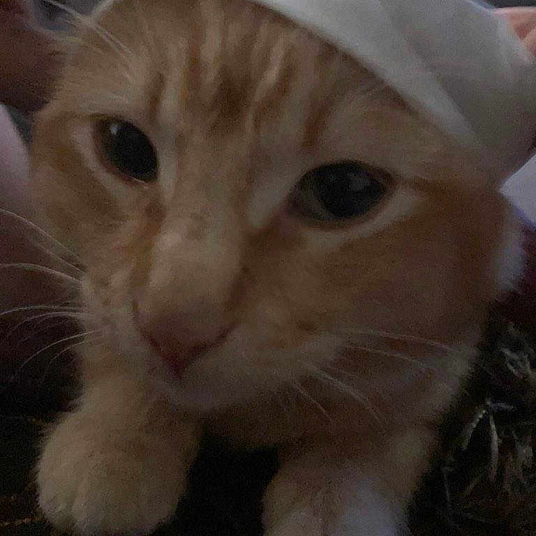Mew is registered to the contest to win money with this photo: animal, cat, close, close_up, curious, cute, domestic_cat, ears, face, feline, fur, hat, indoor, looking, mammal, orange_tabby, paws, pet, portrait, whiskers