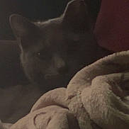 Dean is registered to the contest to win money with this photo: animal, blanket, cat, closeup, comfort, cozy, cushion, dark, feline, fur, indoor, mystery, pet, quiet, relaxed, resting, shadow, sleepy, soft, warm