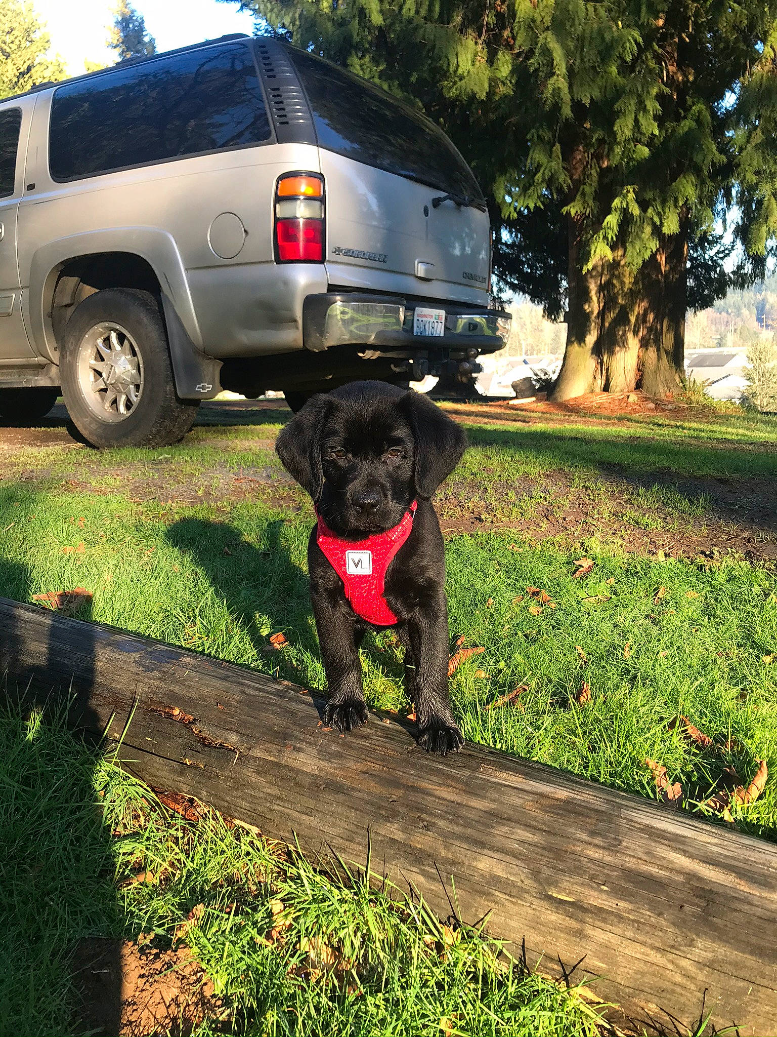 Kaia joined the competition — help win amazing prizes! automotive_exterior, automotive_lighting, automotive_tail_brake_light, automotive_tire, car, carnivore, collar, dog, dog_collar, fender, grass, green, motor_vehicle, plant, tire, tread, tree, vehicle, wheel, working_animal