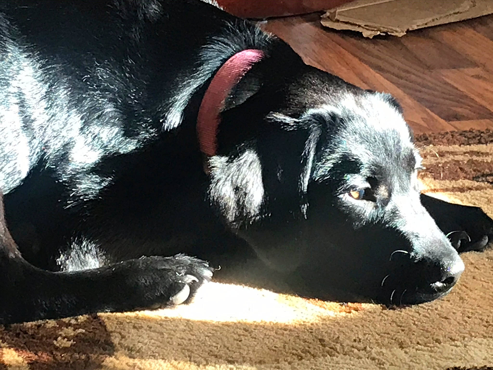 Kaia is registered to the contest to win money with this photo: borador, canidae, carnivore, comfort, companion_dog, dog, dog_breed, fur, guard_dog, shadow, snout, soil, sporting_group, terrestrial_animal, tints_and_shades, whiskers, working_animal, working_dog