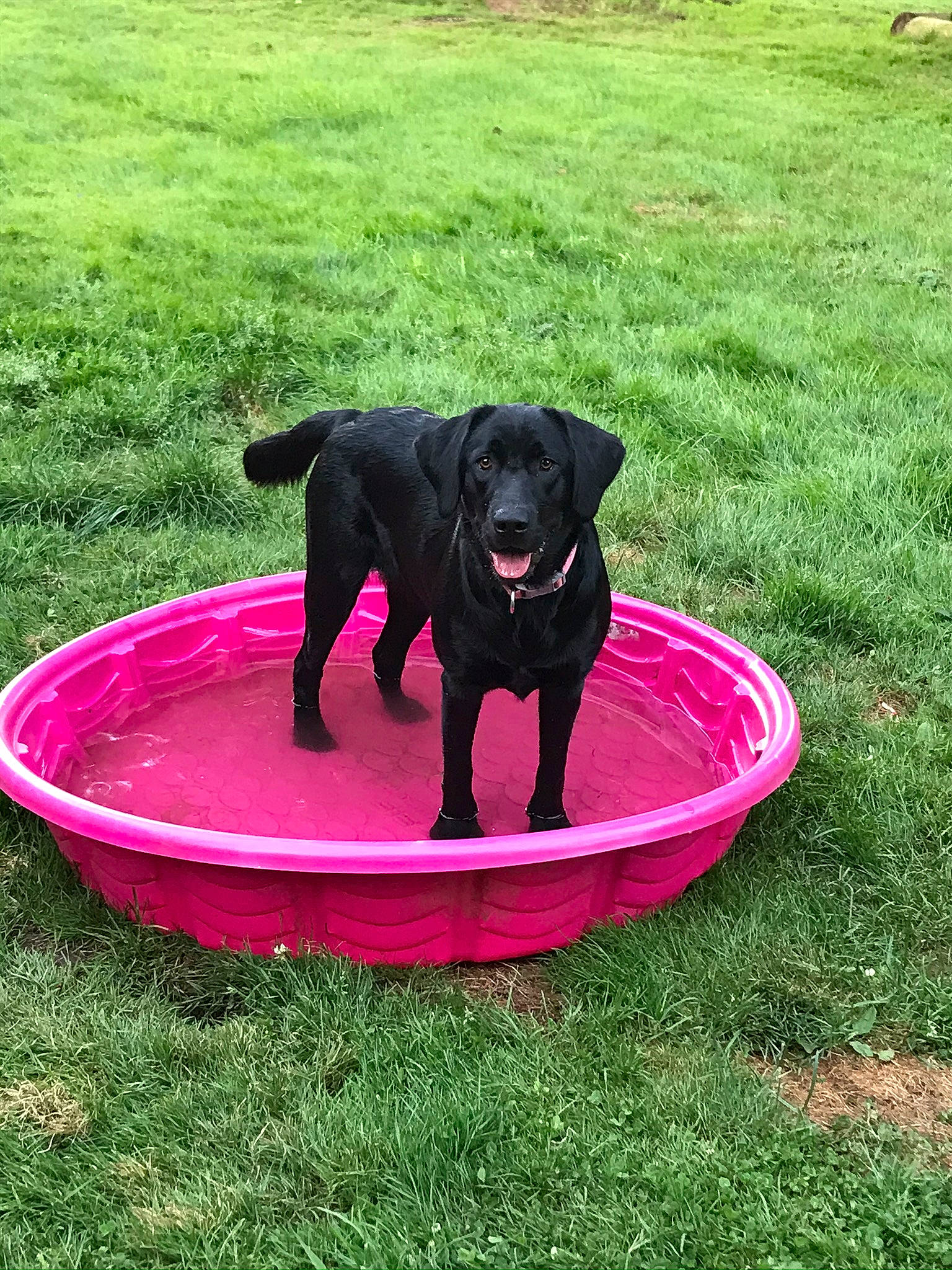 Kaia is registered to the contest to win money with this photo: borador, canidae, carnivore, companion_dog, dog, dog_breed, dog_supply, garden, grass, grassland, groundcover, guard_dog, gun_dog, hunting_dog, lawn, pet_supply, plant, sporting_group, tail, working_animal