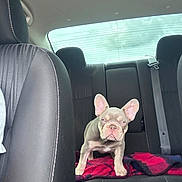Loki is registered to the contest to win money with this photo: dog, puppy, french_bulldog, car_interior, back_seat, blanket, leather_seat, window, sky, cloudy, pet, animal, young, alert, cute, indoor, transportation, seatbelt, vehicle, companion