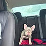 dog, puppy, french_bulldog, car_interior, back_seat, blanket, leather_seat, window, sky, cloudy, pet, animal, young, alert, cute, indoor, transportation, seatbelt, vehicle, companion