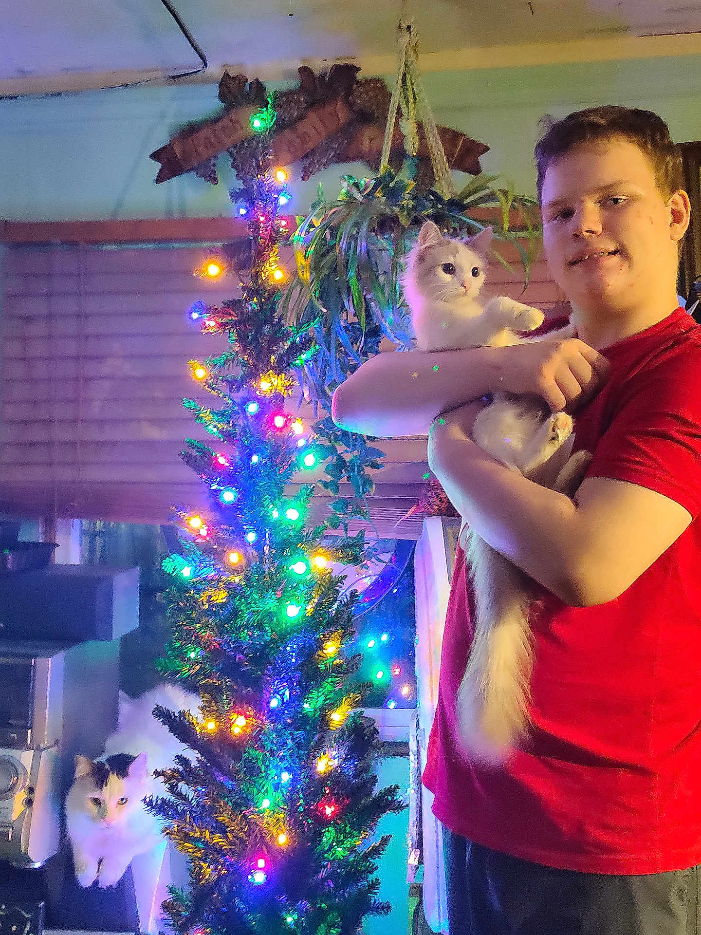 Azuz And Prettygirl is registered to the contest to win money with this photo: cat, person, christmas_tree, indoor, holiday_lights, plant, red_shirt, fluffy_cat, hanging_plant, window, smiling, festive, cozy, decorations, pets, young_man, colorful_lights, relaxing, holiday, domestic