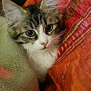 Zita participe au concours pour gagner de l'argent avec cette photo : abyssinian, animal, architecture, armchair, blanket, building, cat, chair, couch, cushion, furniture, homedecor, indoors, kitten, linen, livingroom, manx, pet, quilt, siamese