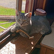Junior joined the competition — help win amazing prizes! animal, cat, closeup, curious, daylight, domestic, feline, gray_tabby, green_background, indoor, kitten, paw, pet, relaxed, resting, sunlight, vintage, window_screen, windowsill, wood
