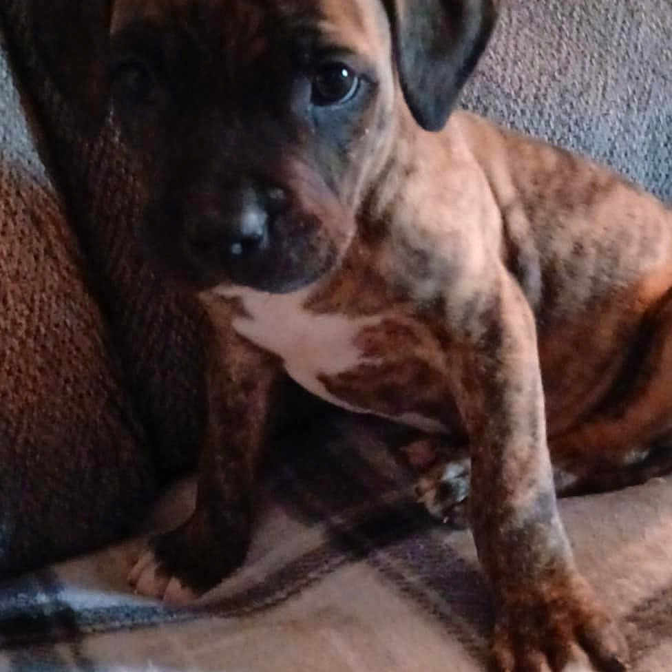 King joined the competition — help win amazing prizes! animal, blanket, bostonbull, boxer, bulldog, canine, couch, cushion, dog, frenchbulldog, furniture, homedecor, hound, labradorretriever, person, pet, pitbull, pug, puppy, snout