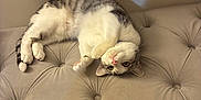 Mozzi joined the competition — help win amazing prizes! cat, pet, tabby_cat, white_fur, striped_fur, tufted_bench, upholstered_bench, indoor, home_interior, lying_on_back, paws, belly, whiskers, green_eyes, ears, looking_at_camera, cozy, furniture, soft_texture, relaxed