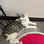 Mozzi is registered to the contest to win money with this photo: cat, tabby_cat, white_fur, yellow_eyes, indoor, floor, pink_rug, paws, looking_up, relaxed, pet, collar, striped_fur, wall, baseboard, wood_floor, curled, domestic_animal, cozy, portrait