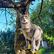Kat participe au concours pour gagner de l'argent avec cette photo : cat, gray_tabby, tree, moss, outdoor, nature, greenery, sunlight, daylight, animal, pet, whiskers, fur, branch, sky, forest, wildlife, curious, closeup, garden