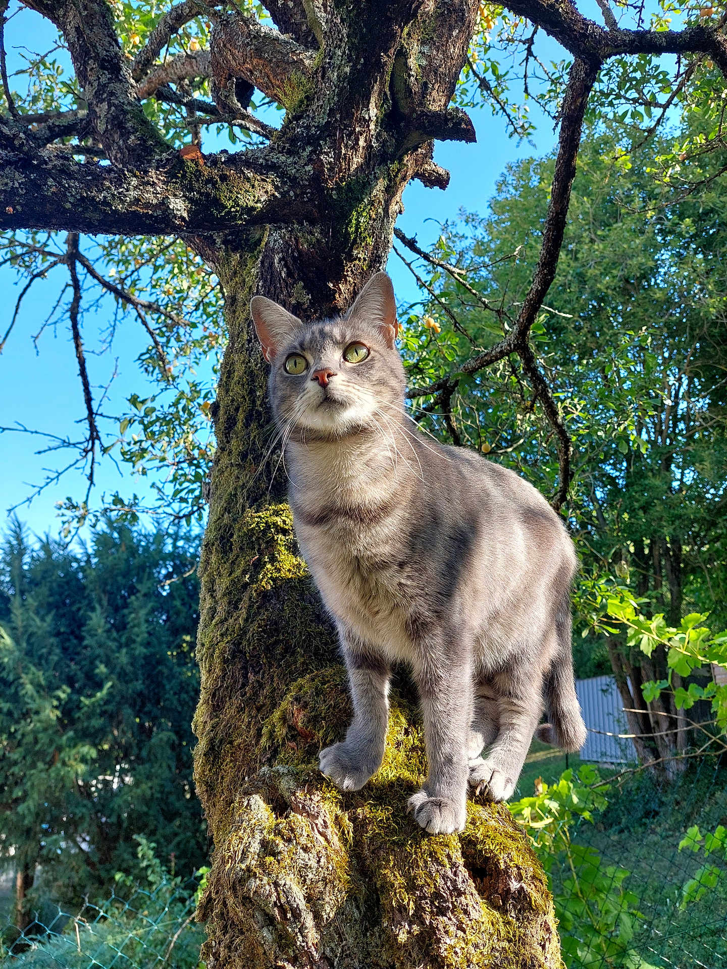 Kat
