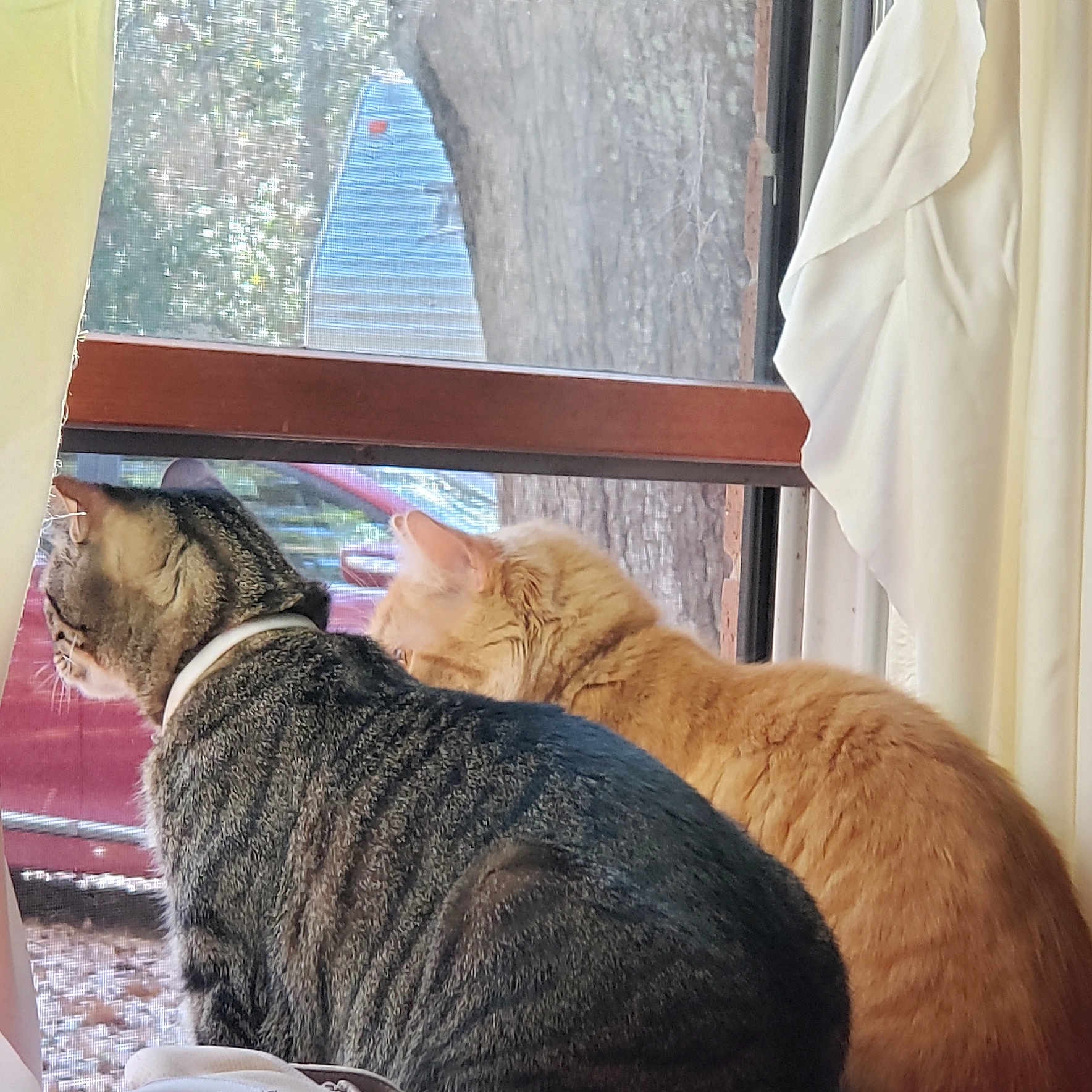 Nala And Leo is registered to the contest to win money with this photo: abyssinian, animal, architecture, building, cat, clothing, couch, curtain, furniture, hat, kitten, manx, outdoors, pet, plant, plywood, pottedplant, shelter, window, wood