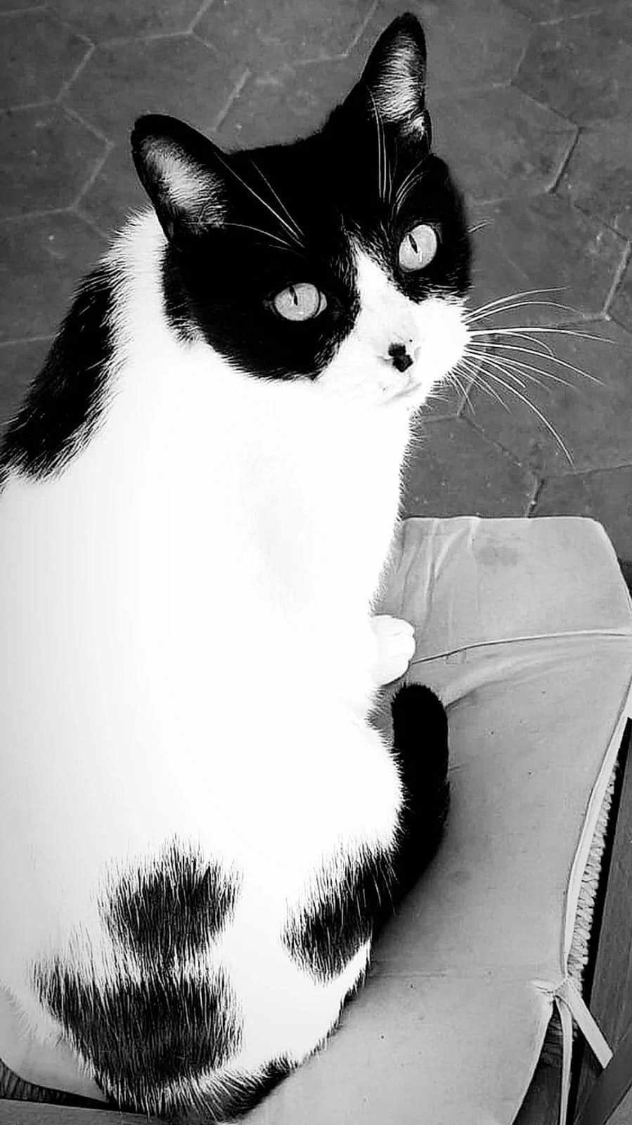 Berlioz participe au concours pour gagner de l'argent avec cette photo : cat, black_and_white, sitting, cushion, chair, pet, animal, whiskers, fur, eyes, looking_up, indoor, monochrome, texture, floor, close_up, portrait, feline, cute, domestic