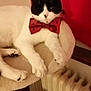Berlioz participe au concours pour gagner de l'argent avec cette photo : cat, black_and_white, bow_tie, cat_tree, indoor, pet, feline, relaxed, resting, radiator, red_background, white_paws, whiskers, ears, animal, domestic, cozy, fur, cute, portrait