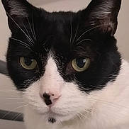 Berlioz a rejoint le concours — aidez-le/la à gagner de superbes lots ! cat, black_and_white, close_up, animal, pet, feline, whiskers, ears, eyes, nose, face, indoor, portrait, fur, cute, domestic_animal, looking, resting, young_cat, alert